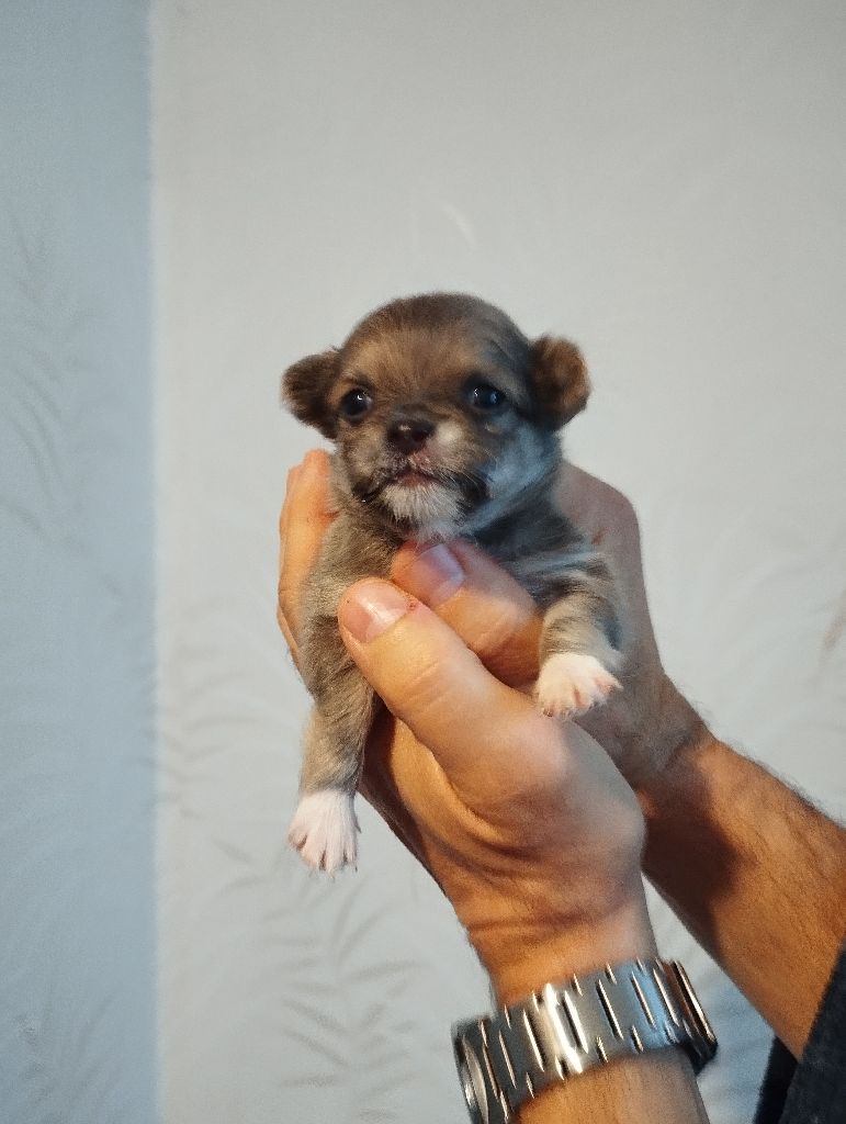 du Domaine de Germanicus - Chiot disponible  - Chihuahua