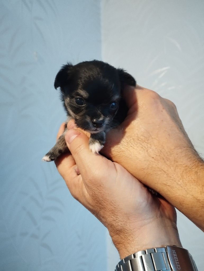 du Domaine de Germanicus - Chiot disponible  - Chihuahua