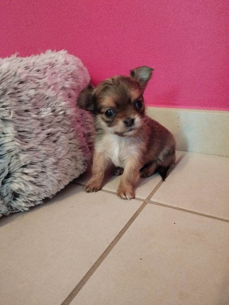 du Domaine de Germanicus - Chiot disponible  - Chihuahua