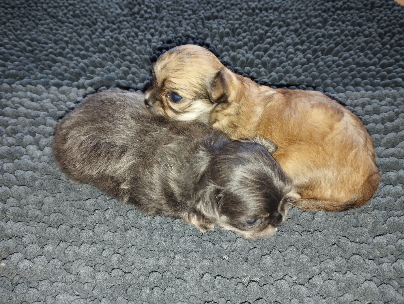 Chiot Chihuahua du Domaine de Germanicus