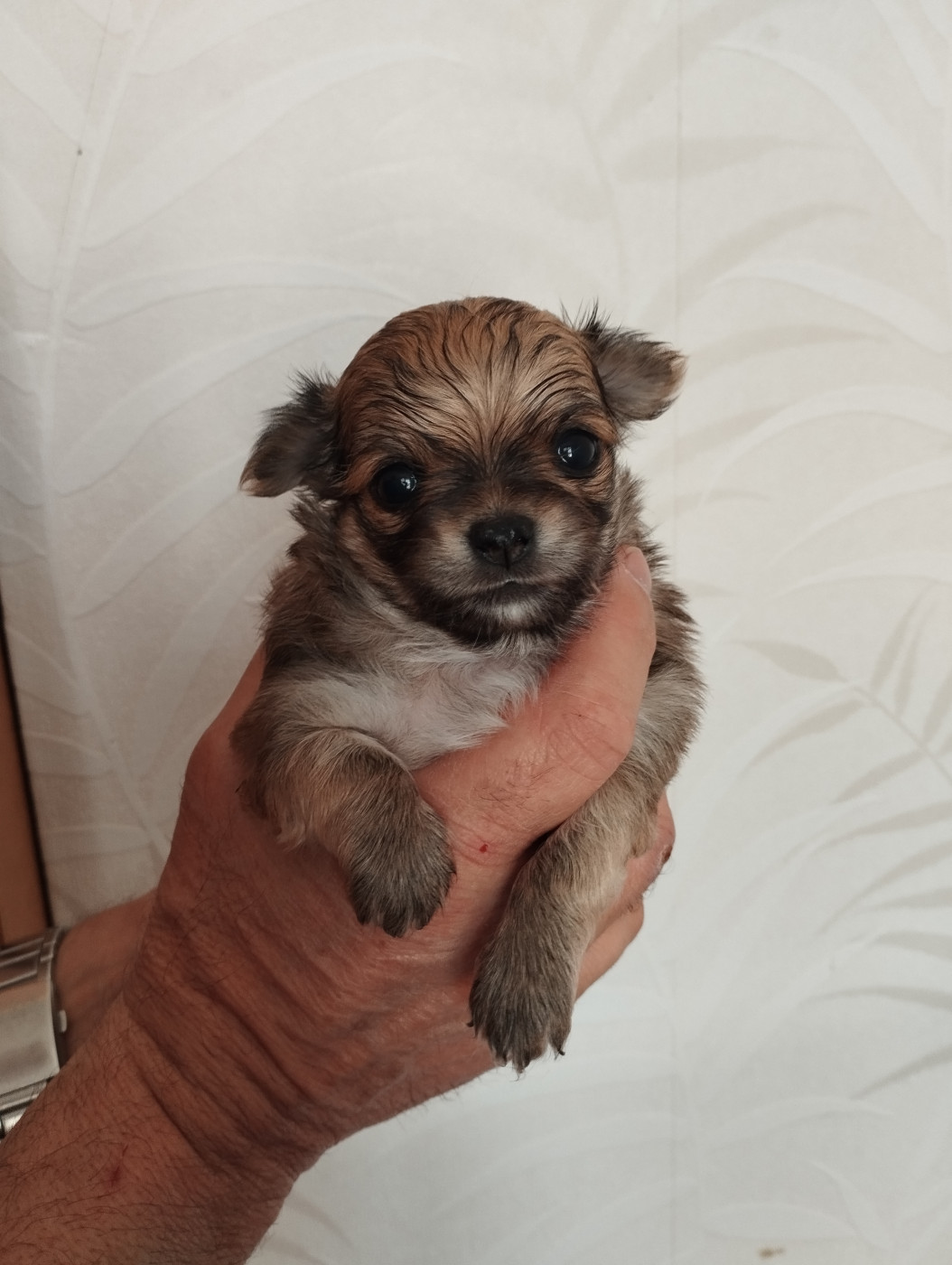 du Domaine de Germanicus - Chiots disponibles - Chihuahua