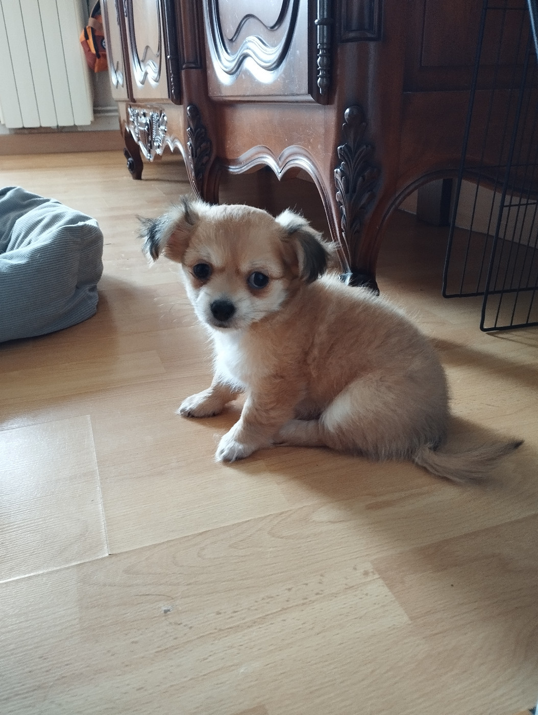du Domaine de Germanicus - Chiots disponibles - Chihuahua